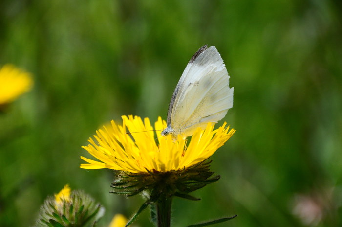 DSC_9819.jpg