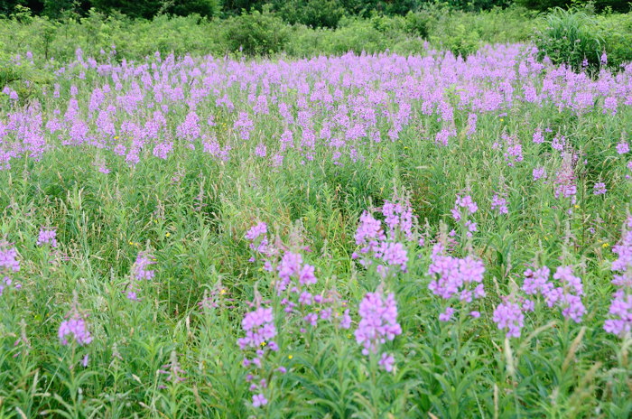 DSC_9881.jpg