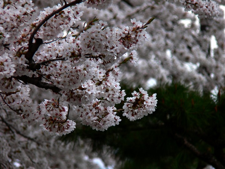 P1110622.jpg