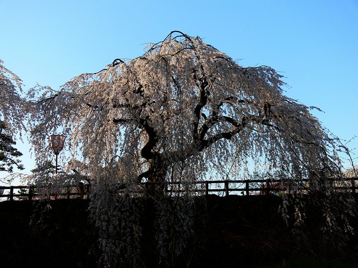 P1110789.jpg