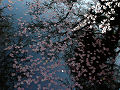 P1130545_thumb.png