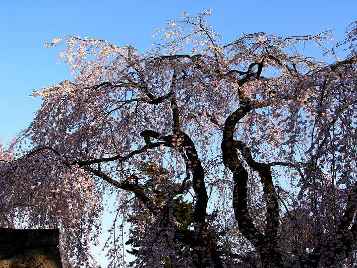 P1130550.jpg